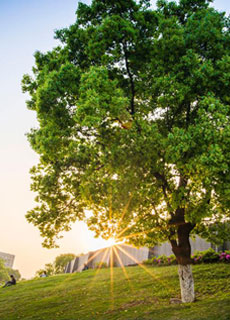 草地上的大树描述已自动生成